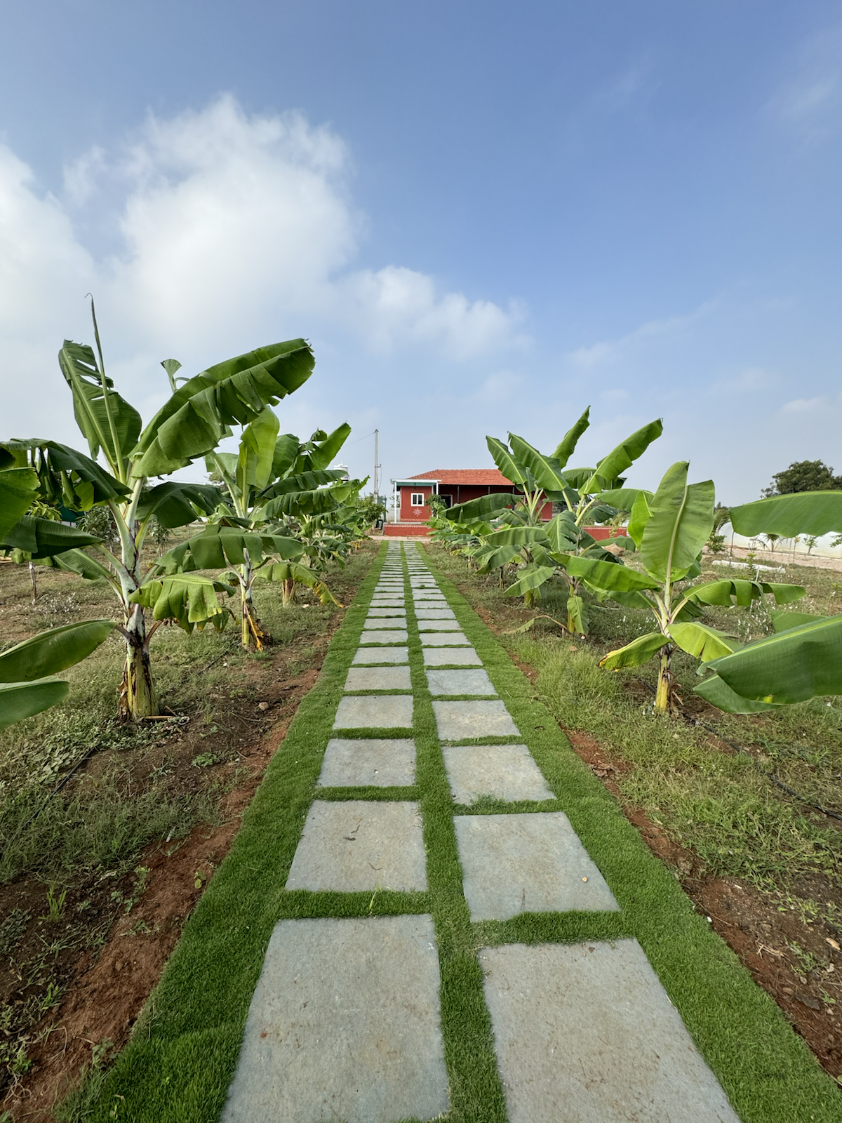 The Kutiram pathway leading through banana trees toward the farmhouse