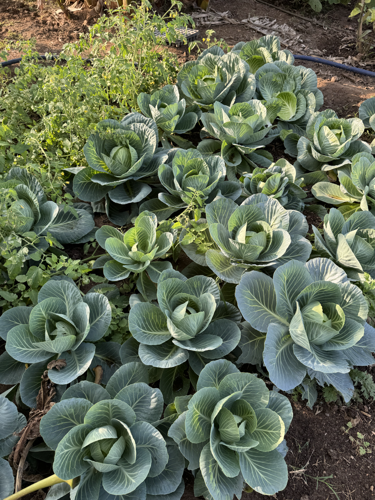 Vegetable garden at The Kutiram