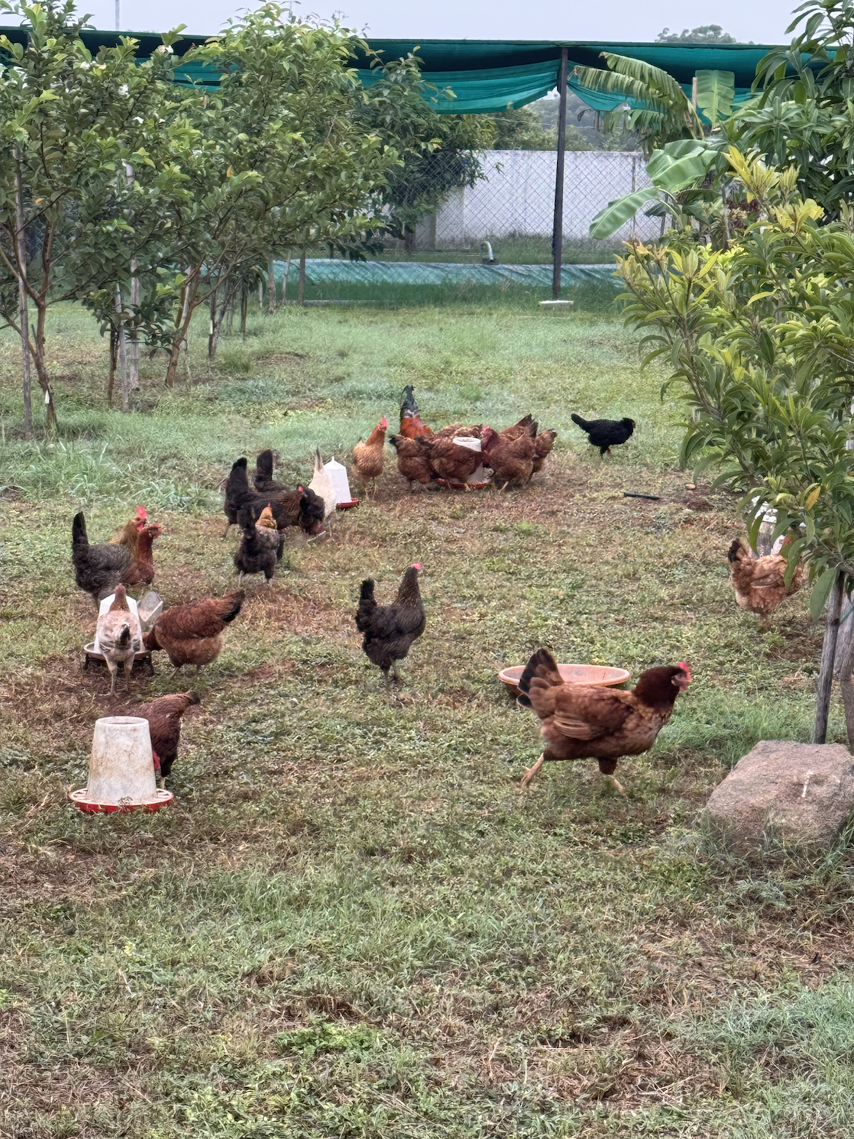 Poultry life at The Kutiram