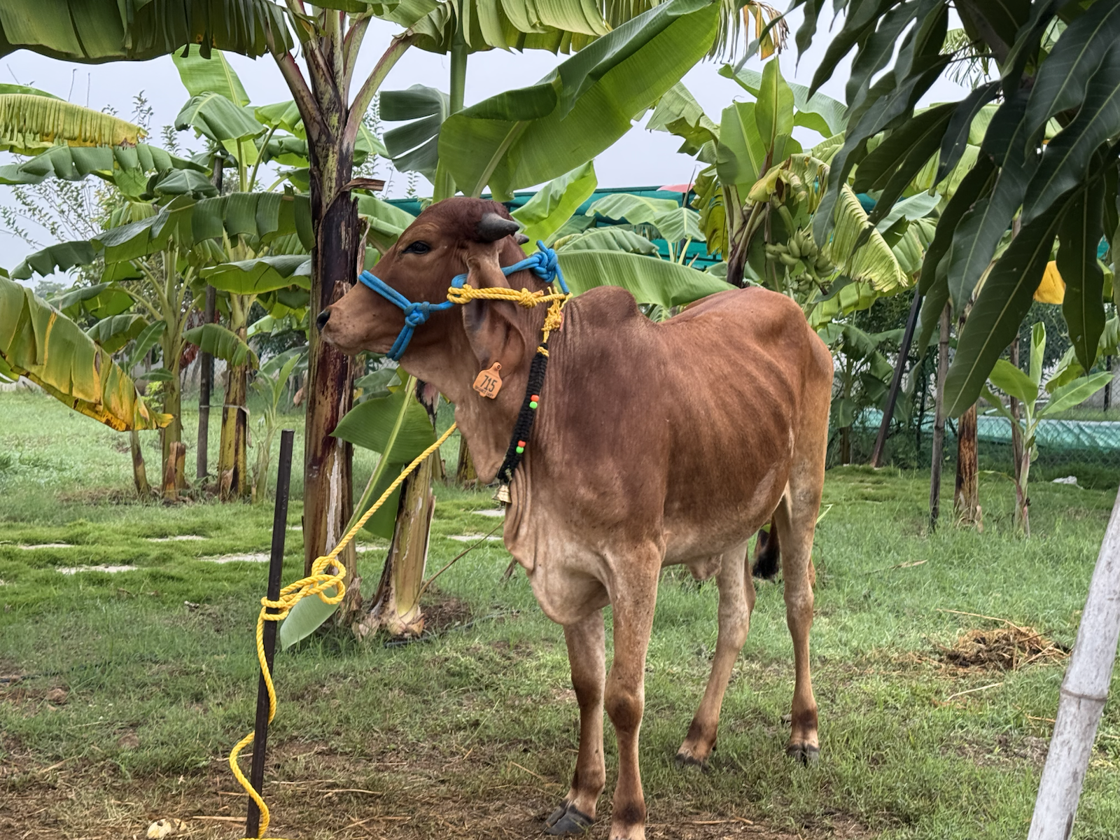 Cow under banana trees at The Kutiram