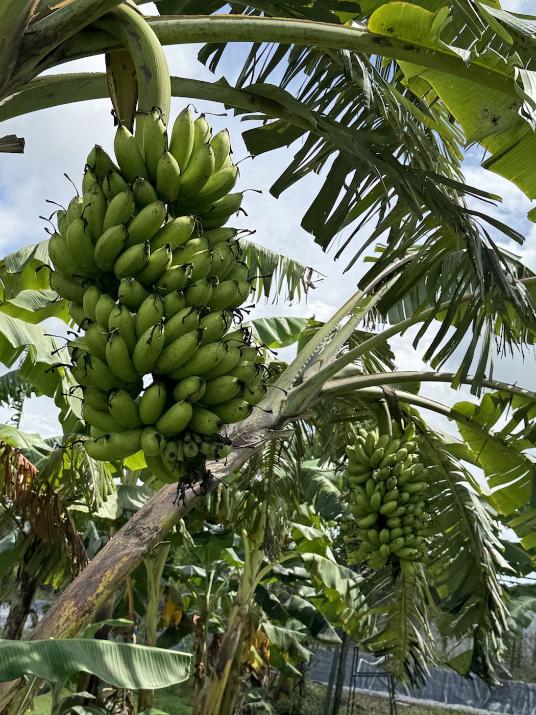Banana bunch growing at The Kutiram