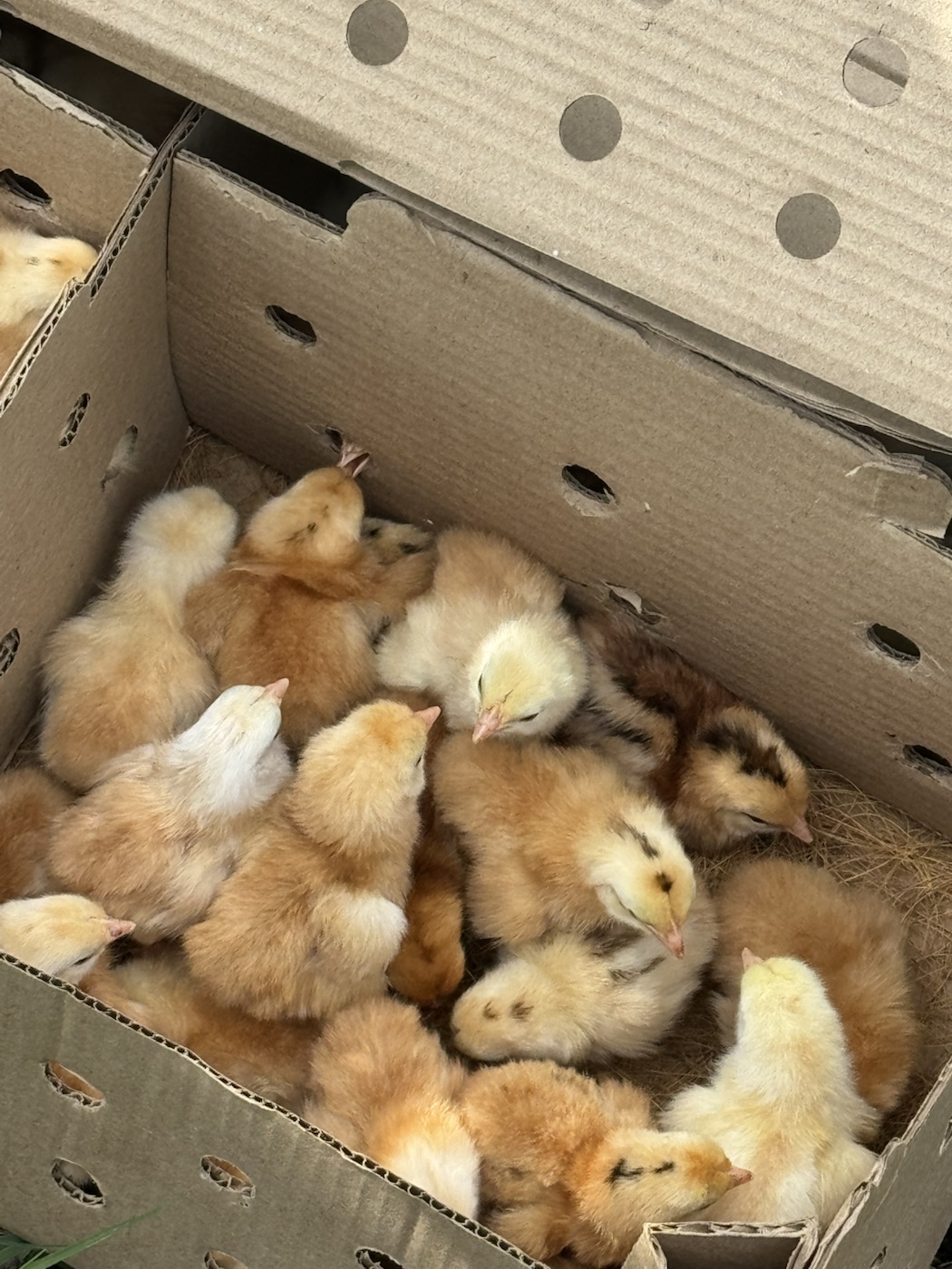Chicks on the farm at The Kutiram