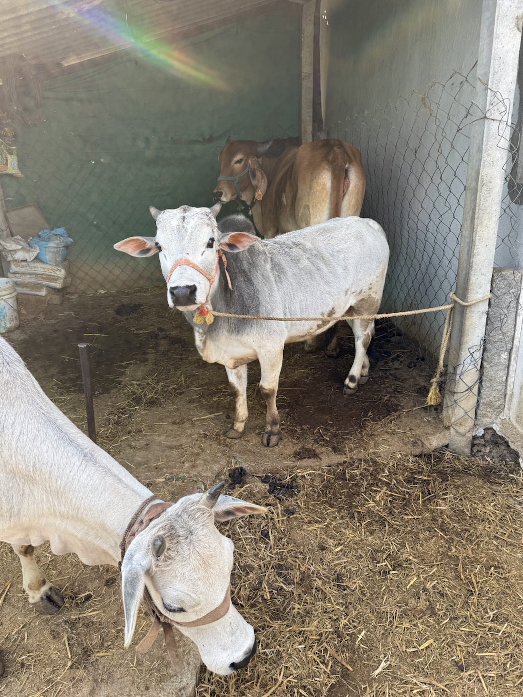 Cows in the farm shed at The Kutiram