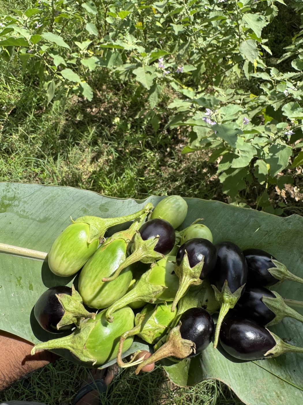 Eggplants and farm greens harvested at The Kutiram