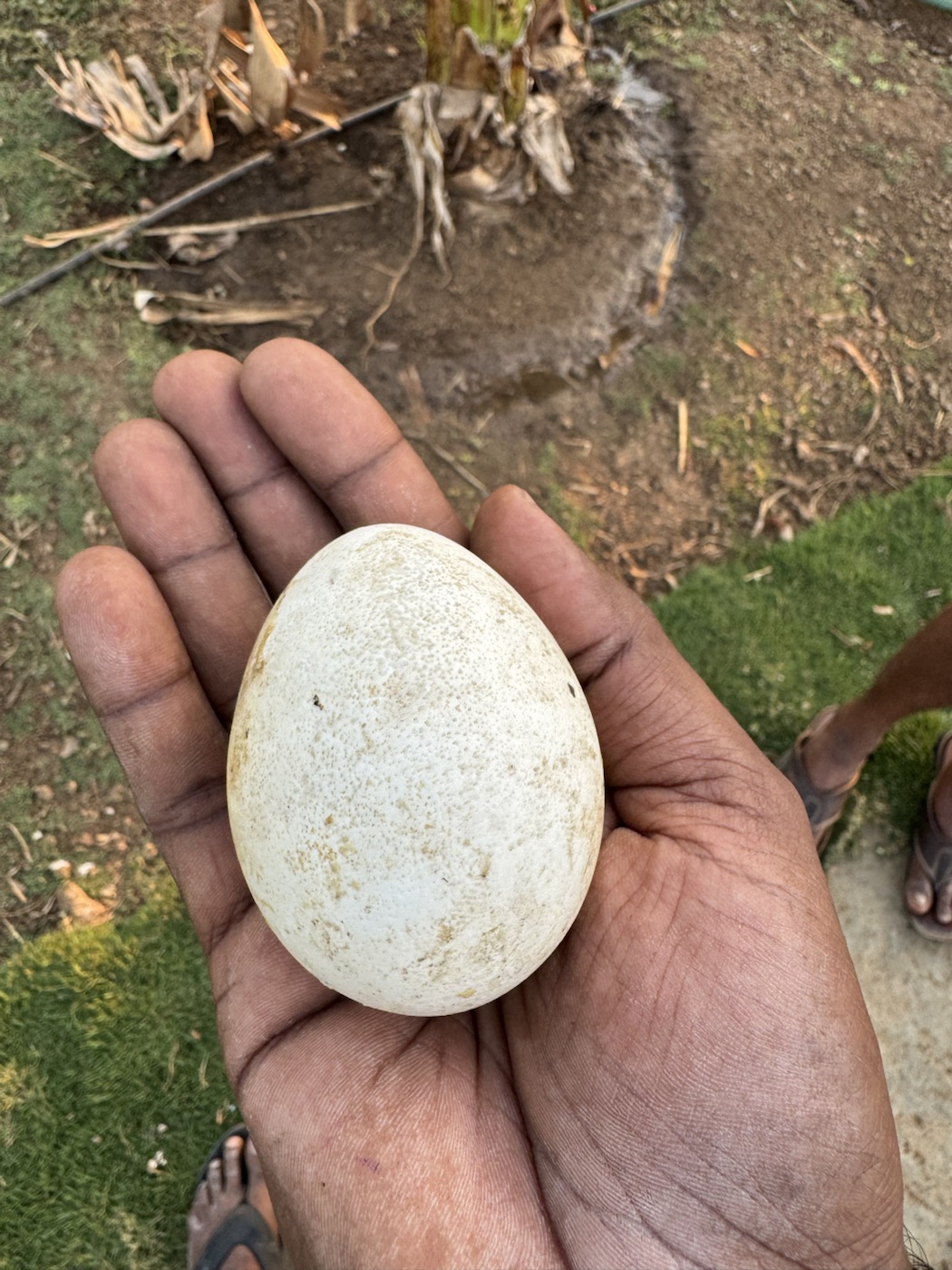 Fresh farm egg held by hand at The Kutiram