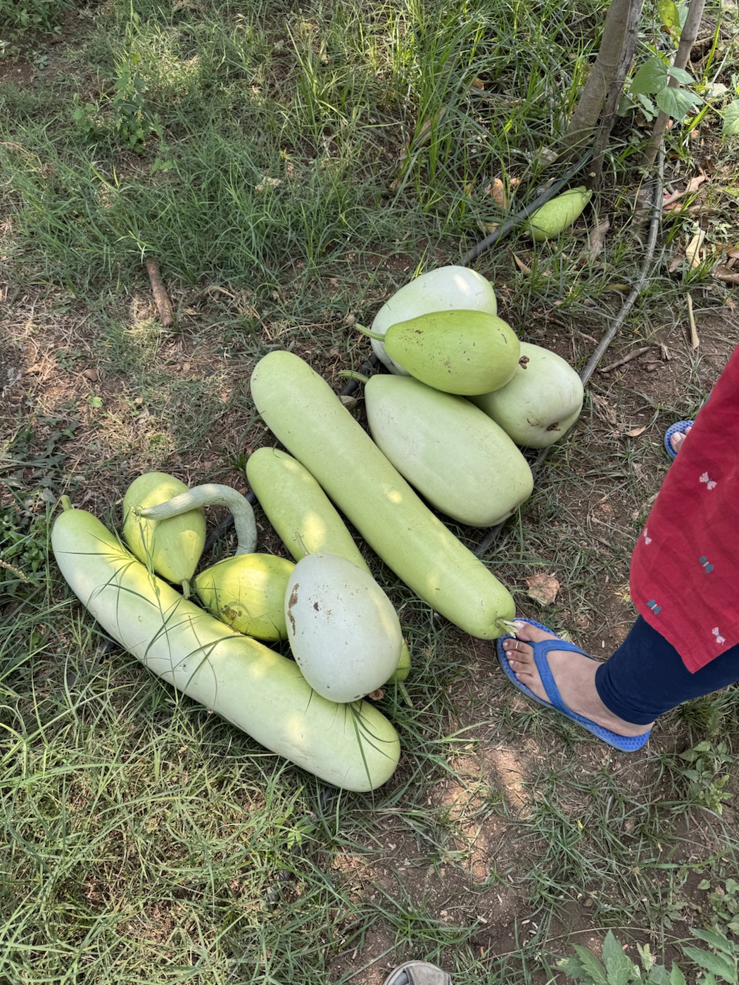 Fresh gourds from the kitchen garden at The Kutiram