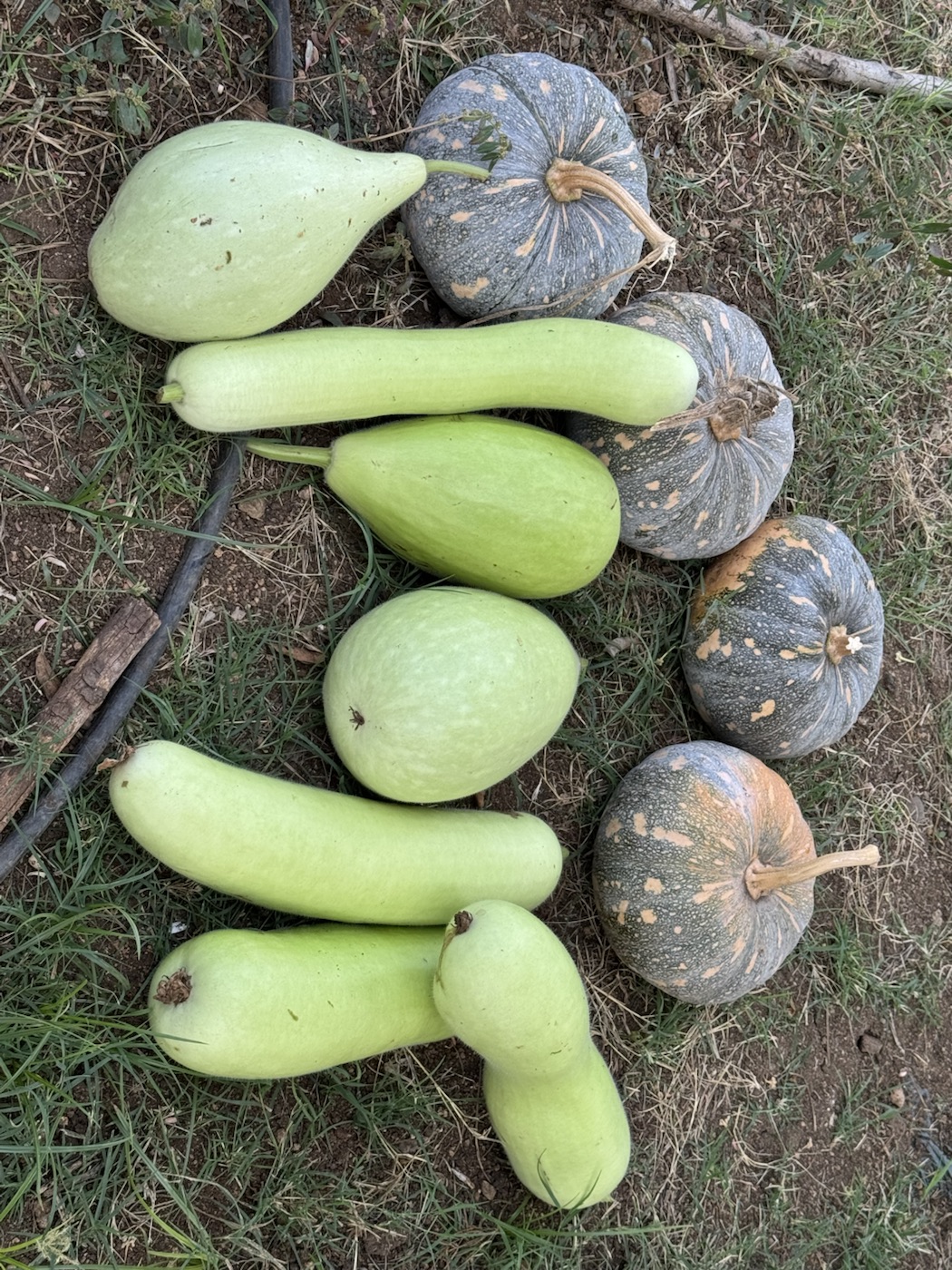 Fresh gourds and vegetables harvested at The Kutiram