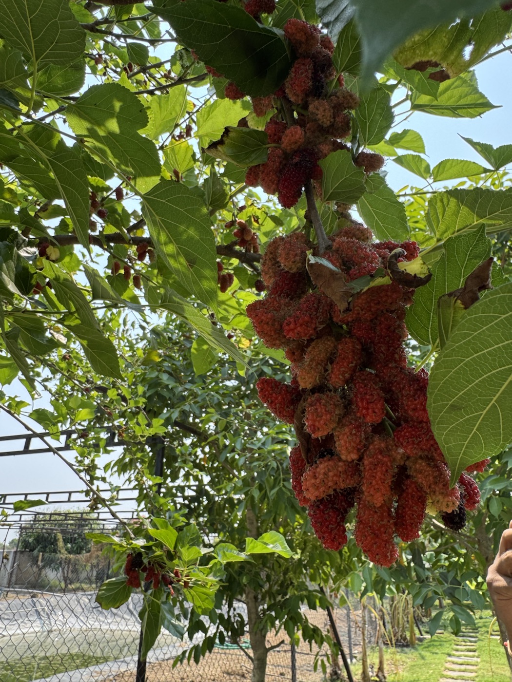 Grape cluster on the vine at The Kutiram