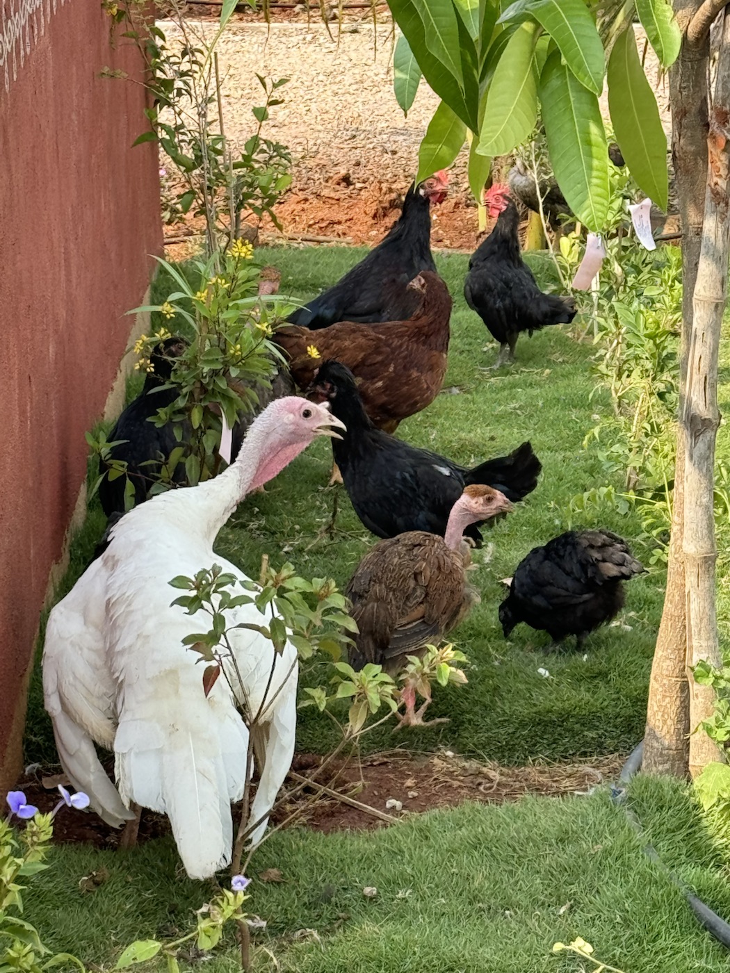 Hens and a turkey moving through the farm at The Kutiram