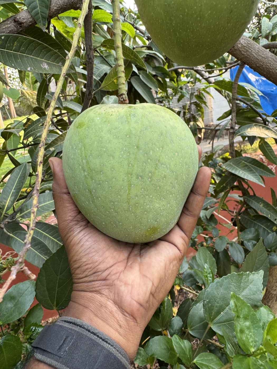 Hand holding a mango grown at The Kutiram