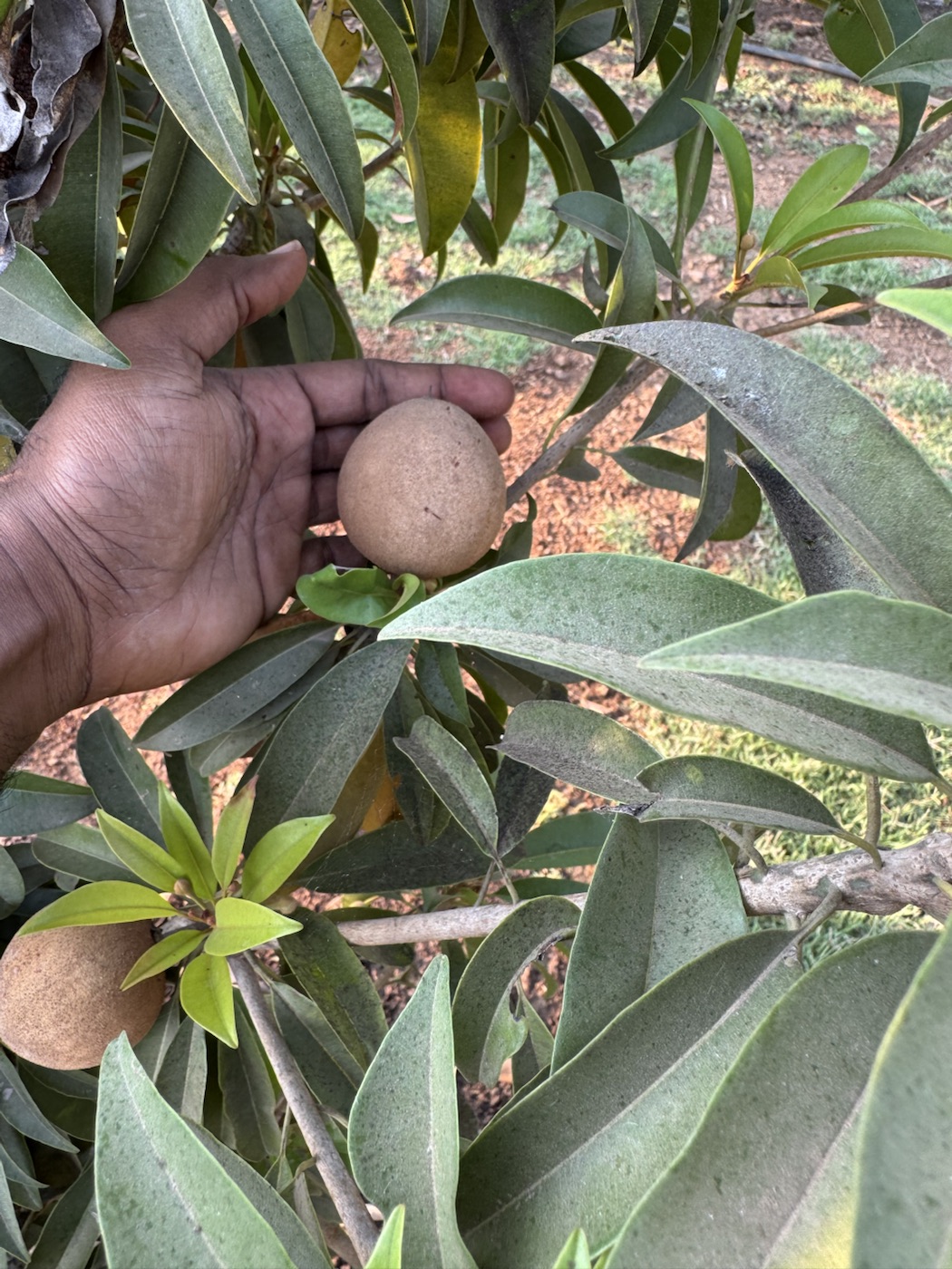 Mango leaves and young fruit at The Kutiram