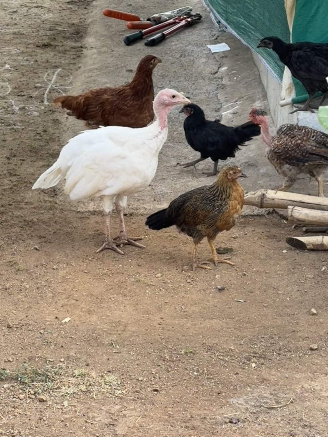 Mixed hens and farm birds at The Kutiram