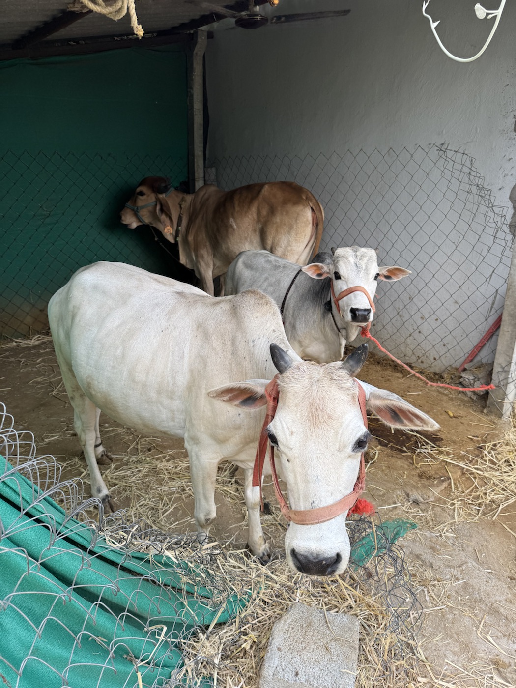 Native cows resting in the shed at The Kutiram
