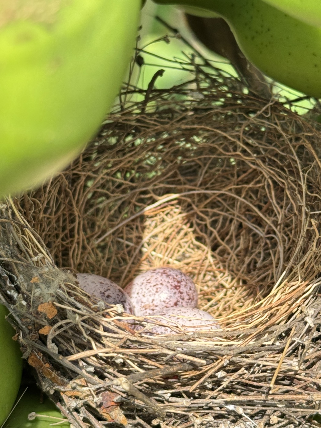 Bird nest with eggs at The Kutiram