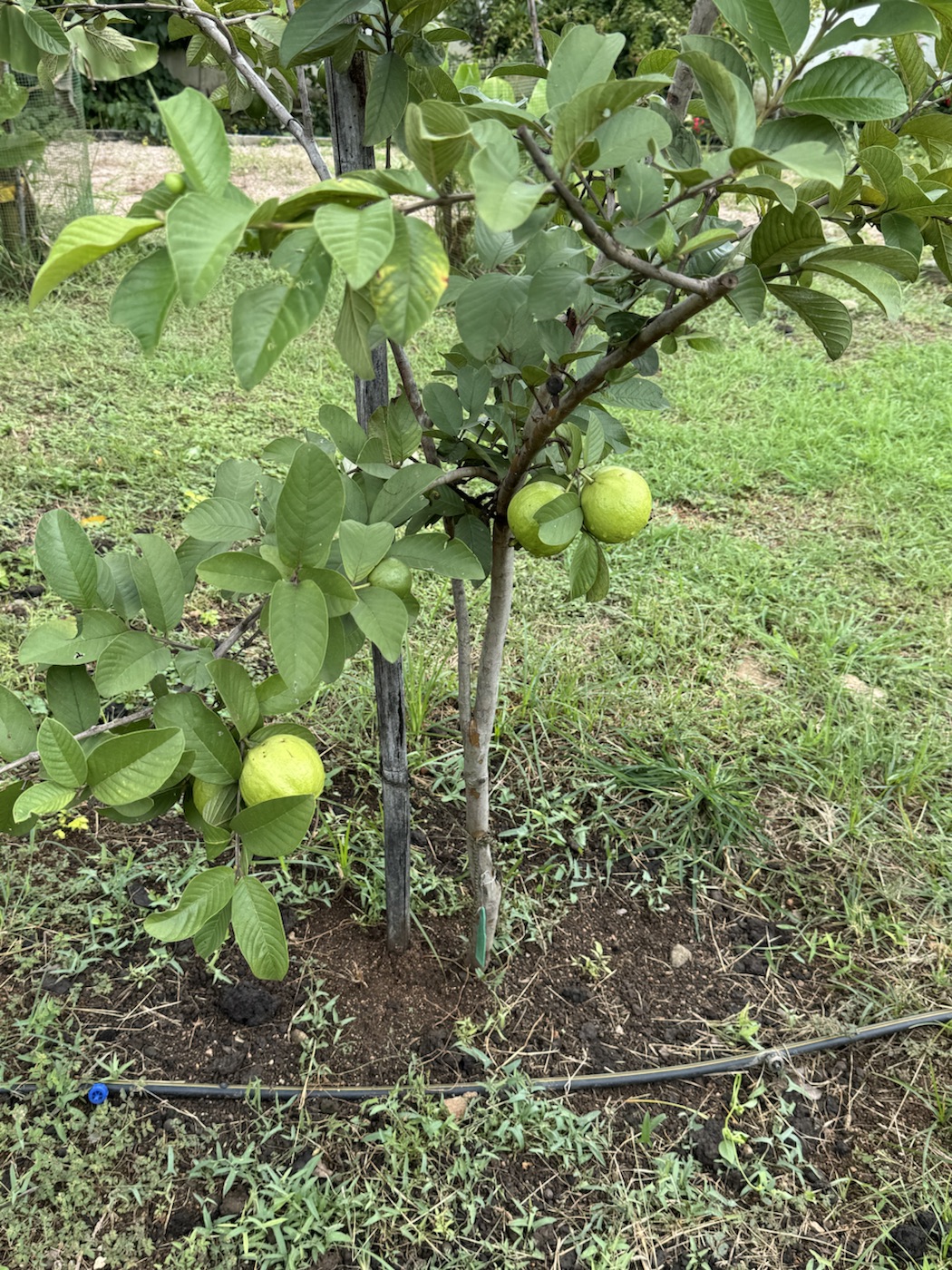Fruit tree in The Kutiram orchard