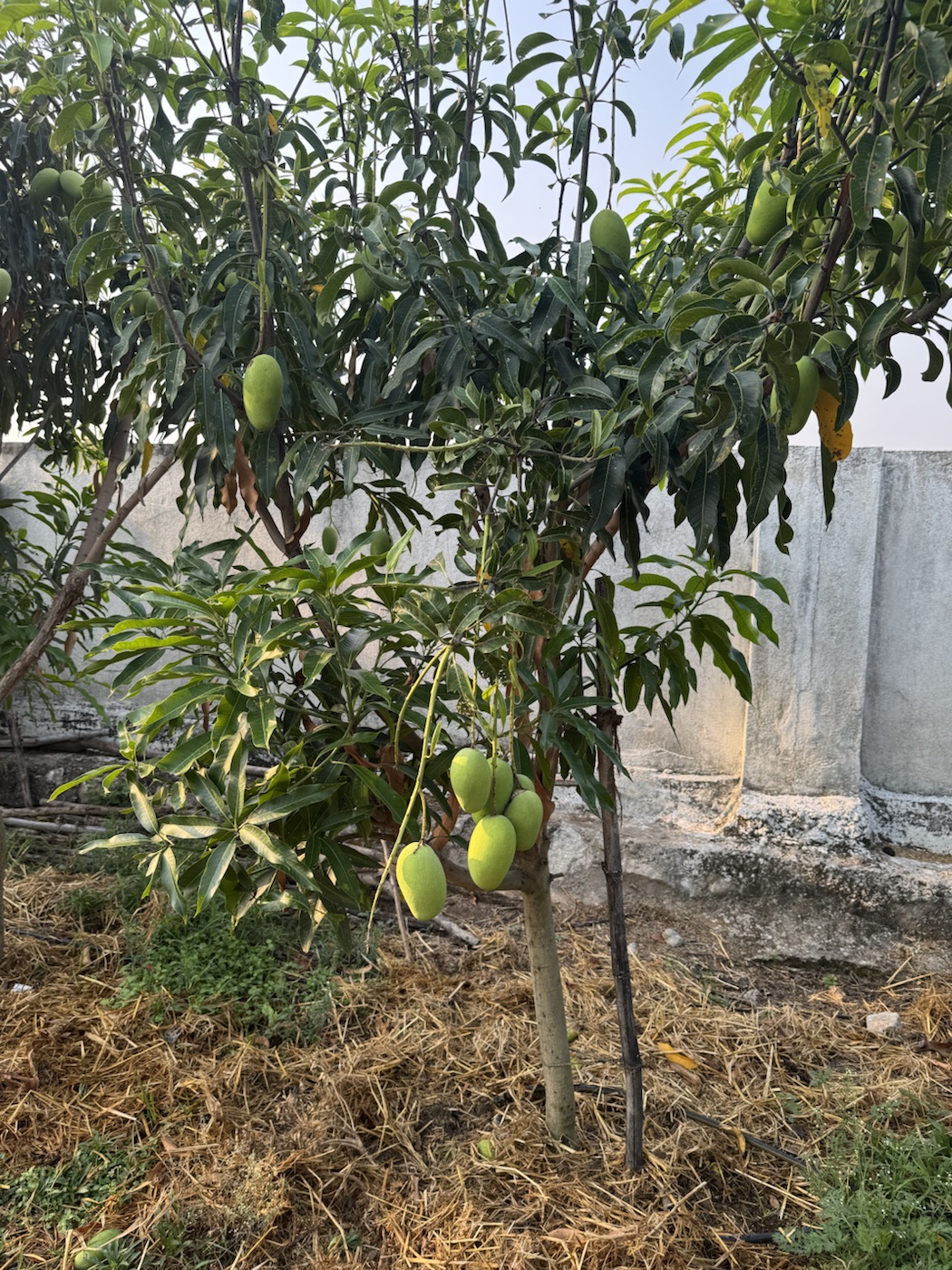 Fruit trees and orchard at The Kutiram farm stay