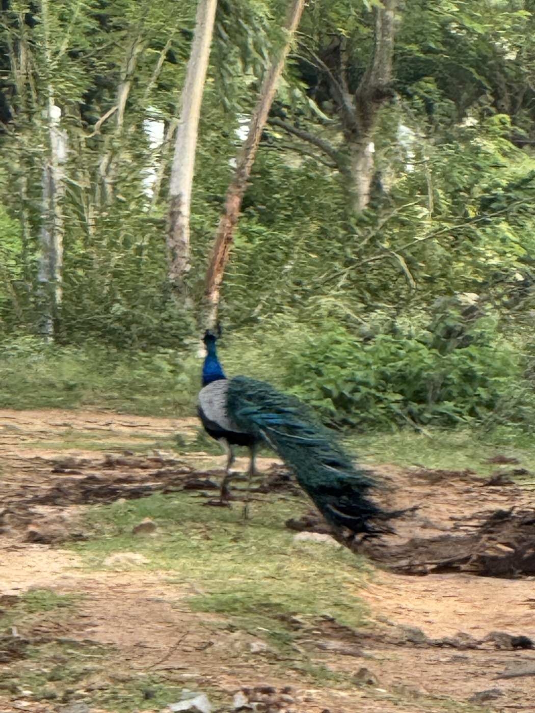 Peacock walking through the farm at The Kutiram