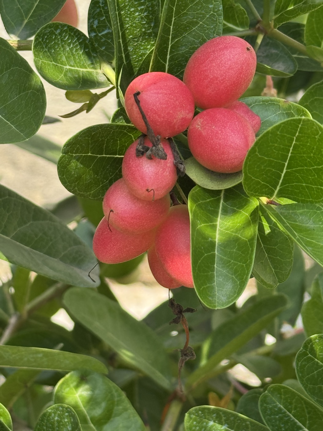Pink fruit growing on a tree at The Kutiram