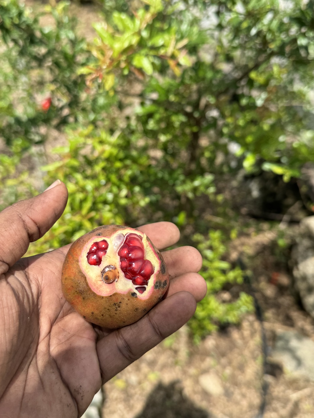 Open pomegranate grown at The Kutiram