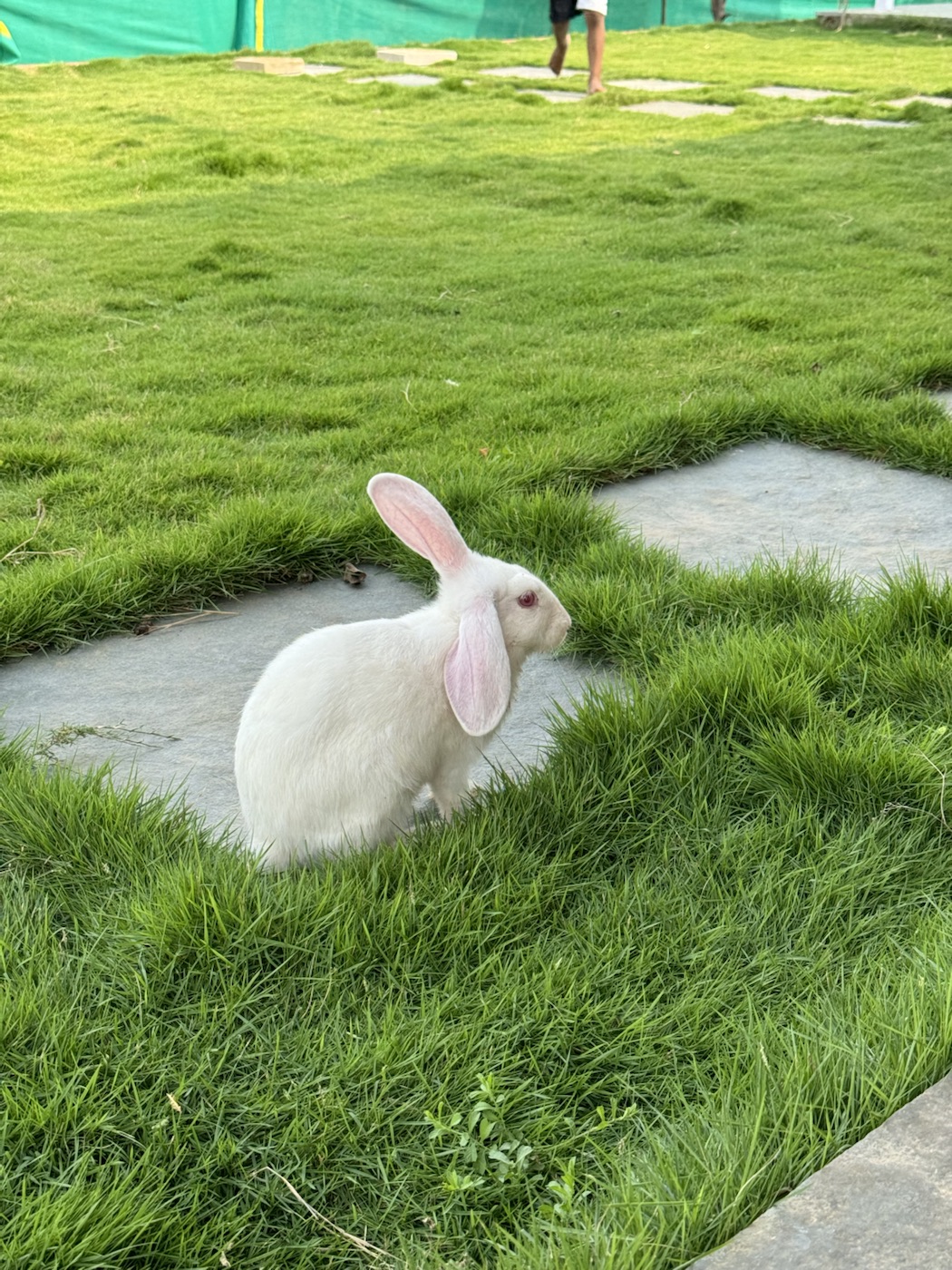 White rabbit on the lawn at The Kutiram