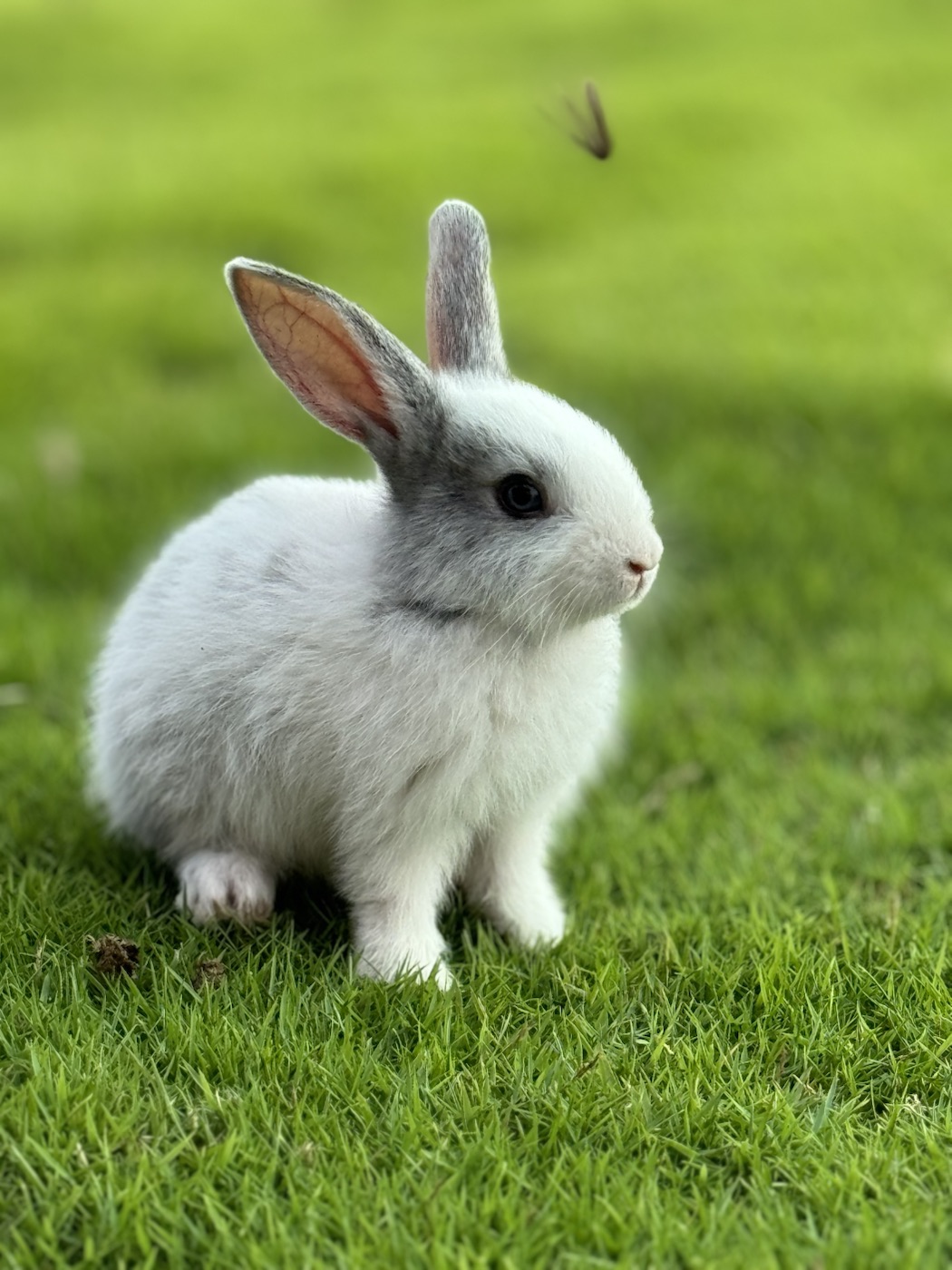 Rabbit portrait from the lawns at The Kutiram
