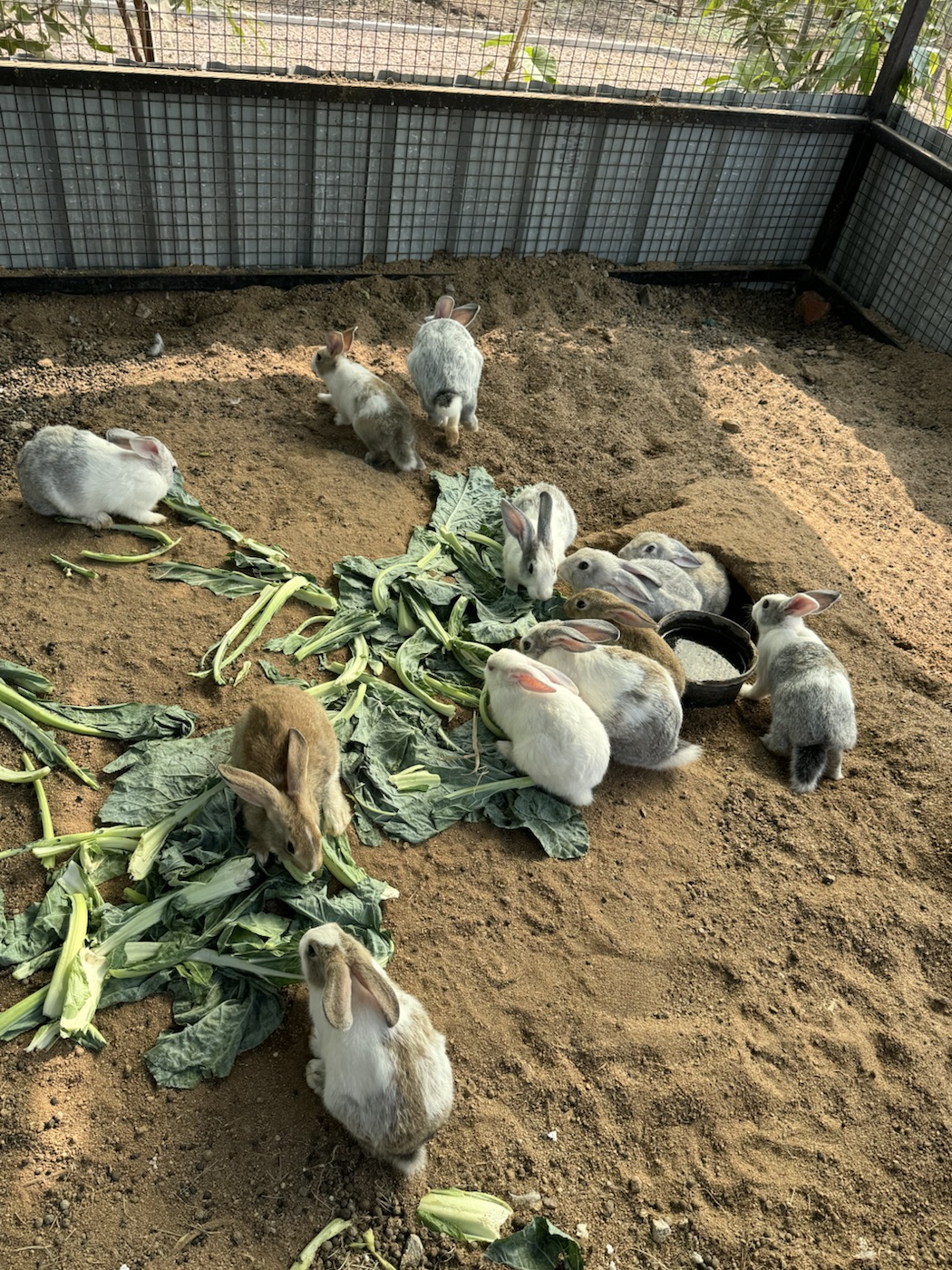 Rabbits resting in a shaded pen at The Kutiram