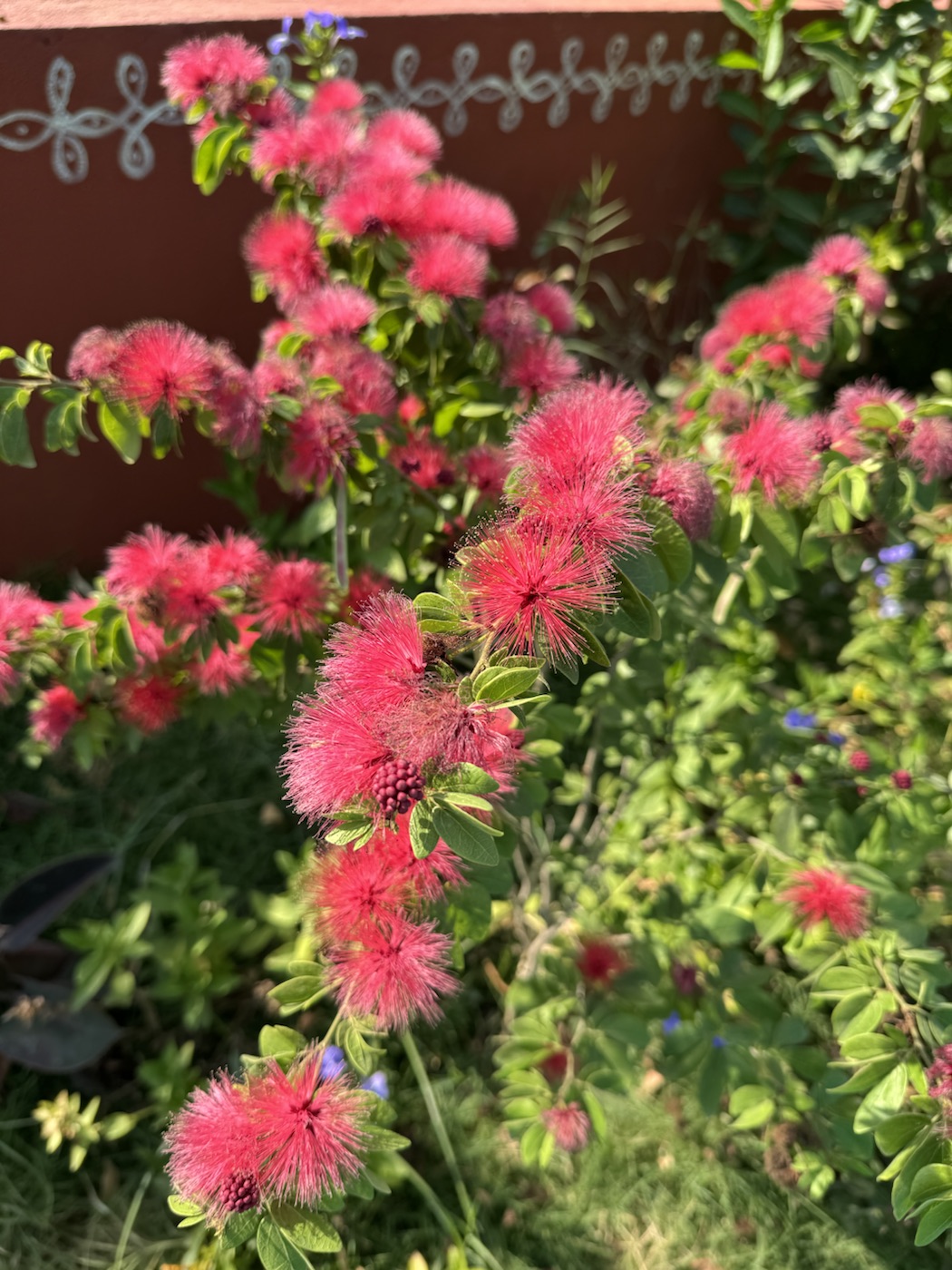Red flowering tree at The Kutiram