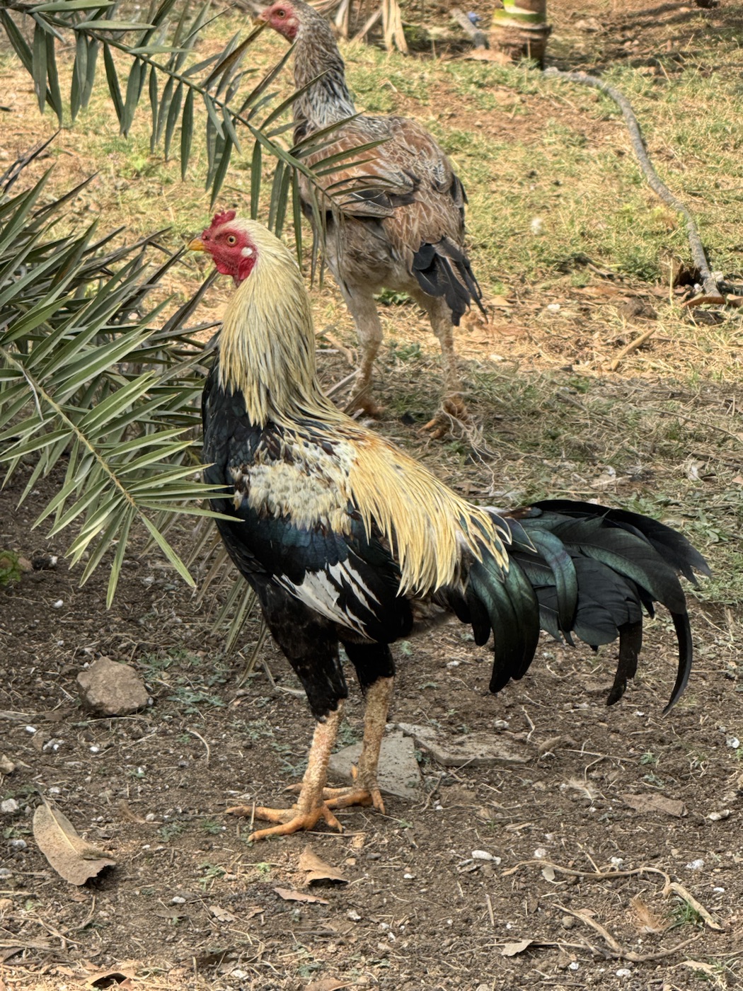 Rooster walking through the farm at The Kutiram