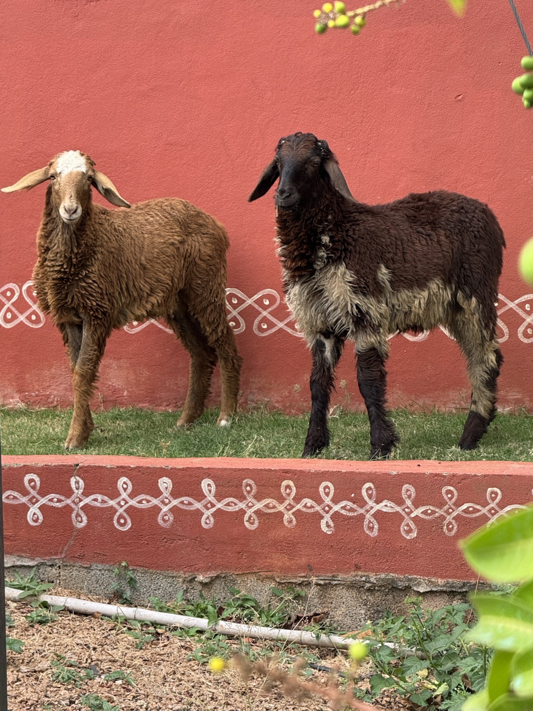 Sheep near the farmhouse at The Kutiram