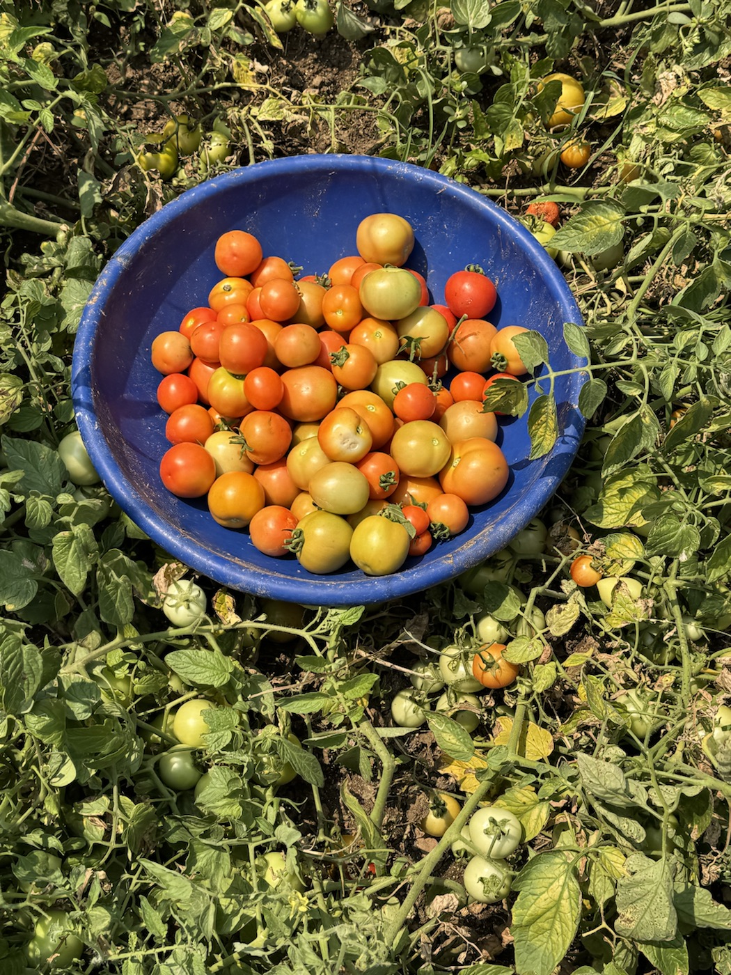Fresh tomatoes collected at The Kutiram