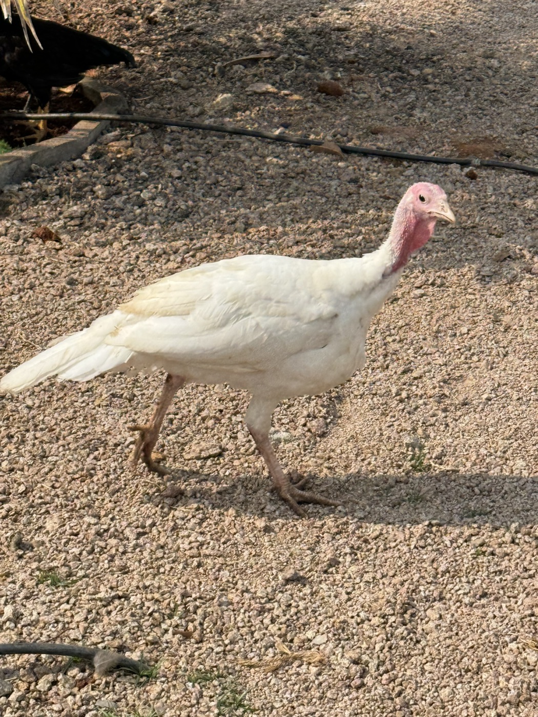 White turkey walking at The Kutiram farm